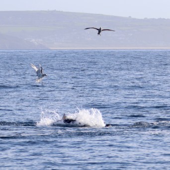 Waves splash in the sea with three birds flying above.