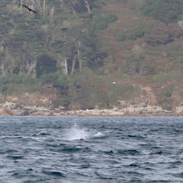 Ocean view with splashing water and forested coastline background.
