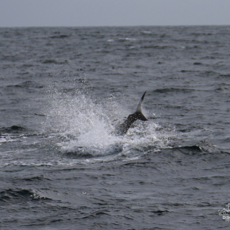 tuna tail