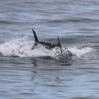 A fish breaching water surface, creating a splash.