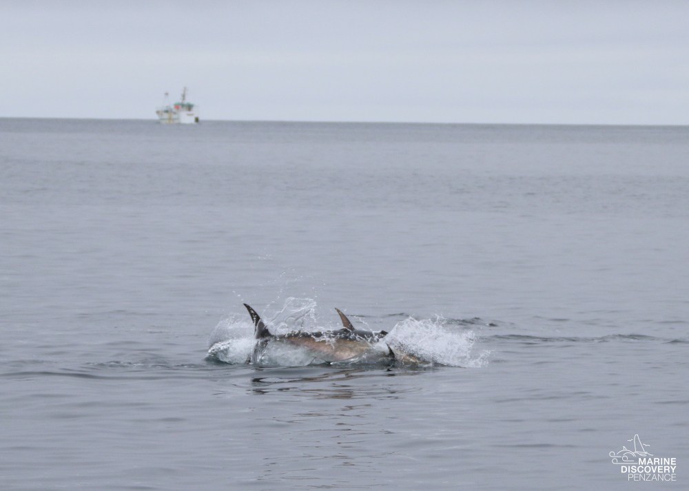 Tuna surfacing in calm sea near a distant boat.