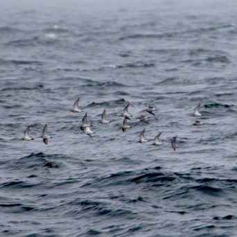 Flock of birds flying over a wavy ocean surface.