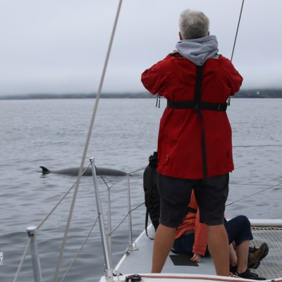 Person on a boat photographing a dolphin near the water surface.