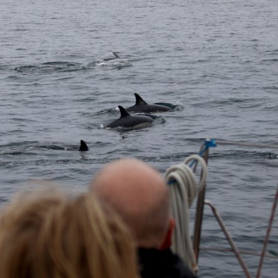 People on a boat watching dolphins swim in the ocean.