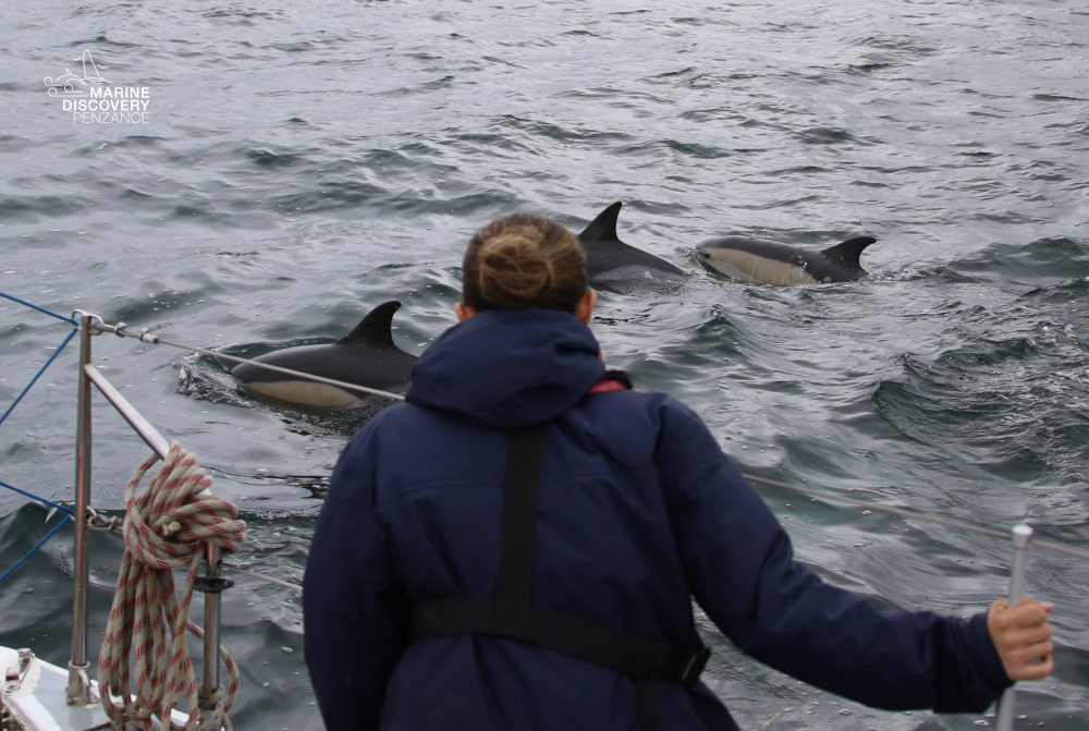 Person on boat watching dolphins swimming nearby.