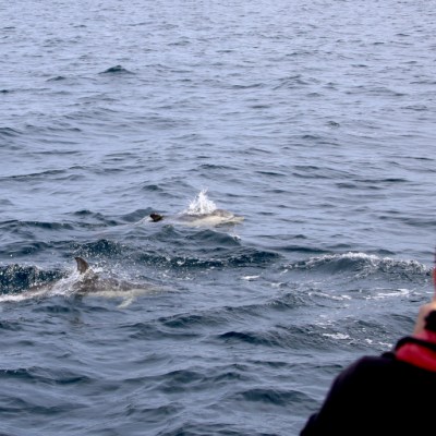 Person watching dolphins swim in the ocean from a boat.