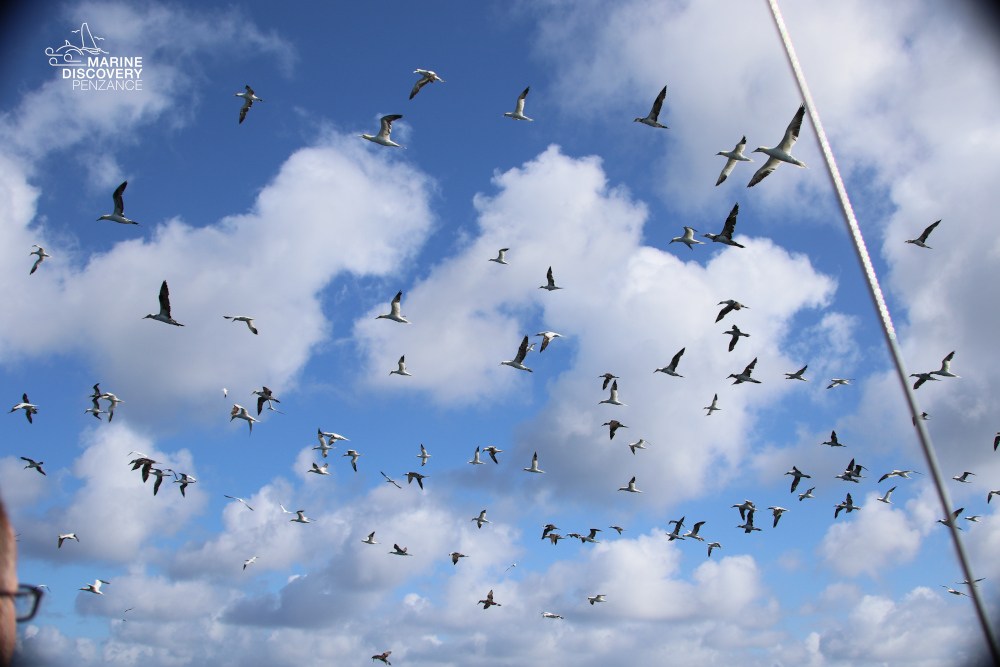 Flock of birds flying against a cloudy blue sky.