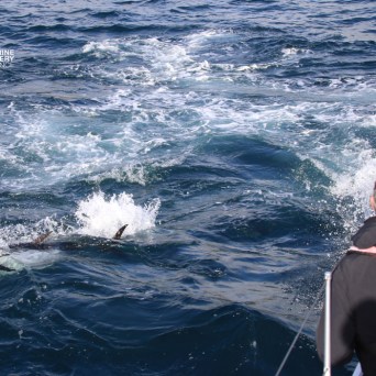Person observing splash in ocean with partial view of marine life.