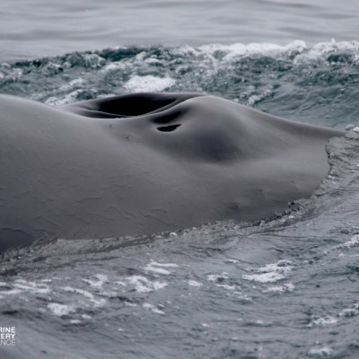 Close-up of a whale's back and blowhole emerging from the ocean surface.