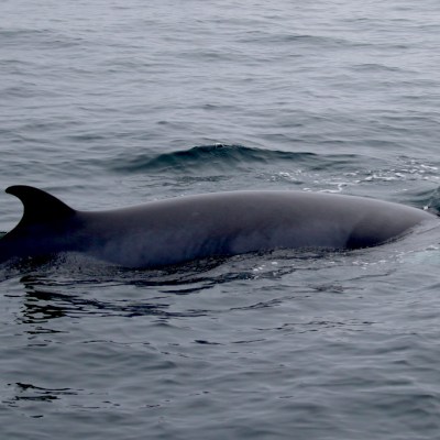 A minke whale partially submerged in calm ocean waters.