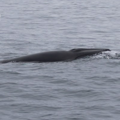 Whale surfacing in calm ocean waters.