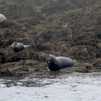 Seals resting on rocky shore with one yawning.