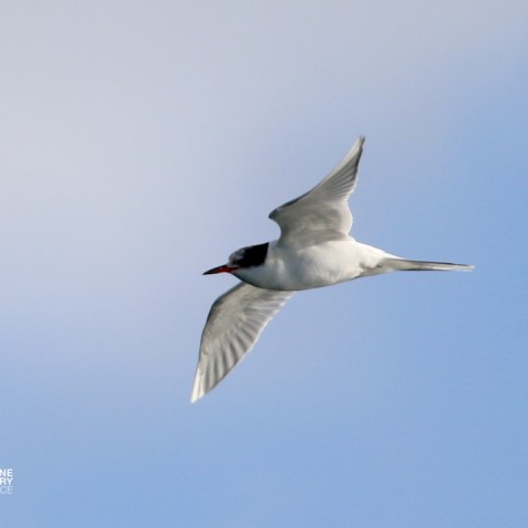 Bird flying in a blue sky with wings spread.