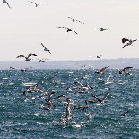 Seagulls flying over a wavy sea with distant land in the background.