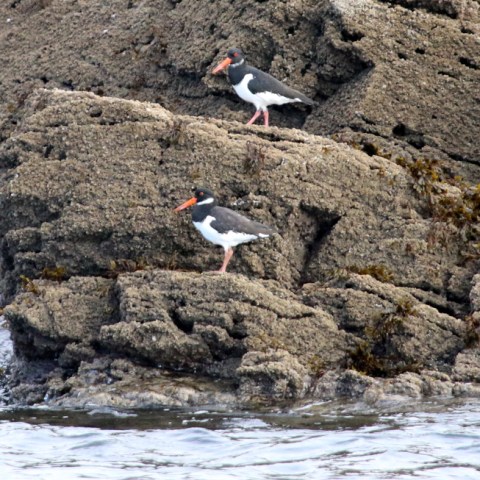 Two oystercatchers on rocky shore by the water.