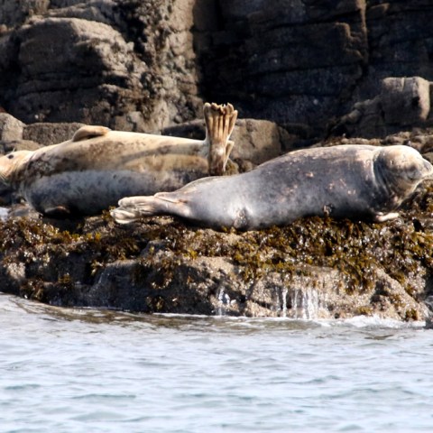 Two seals resting on rocky shore with seaweed by the water.