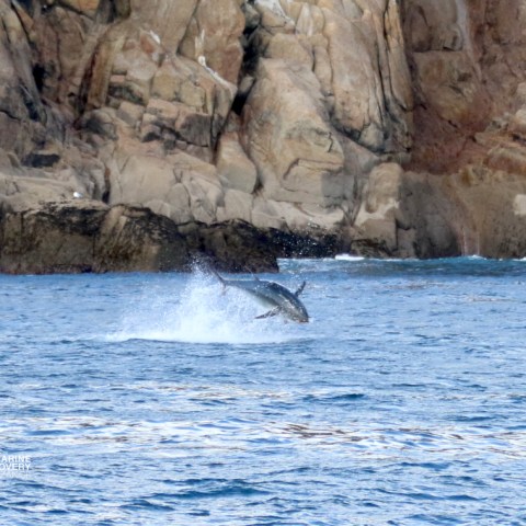 Tuna leaping in ocean near rocky cliffs.