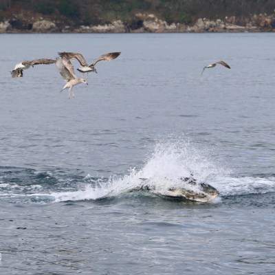 Seagulls flying over a tuna surfacing with splashes in the sea.