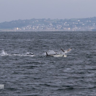 Sea with tuna jumping and distant coastline view