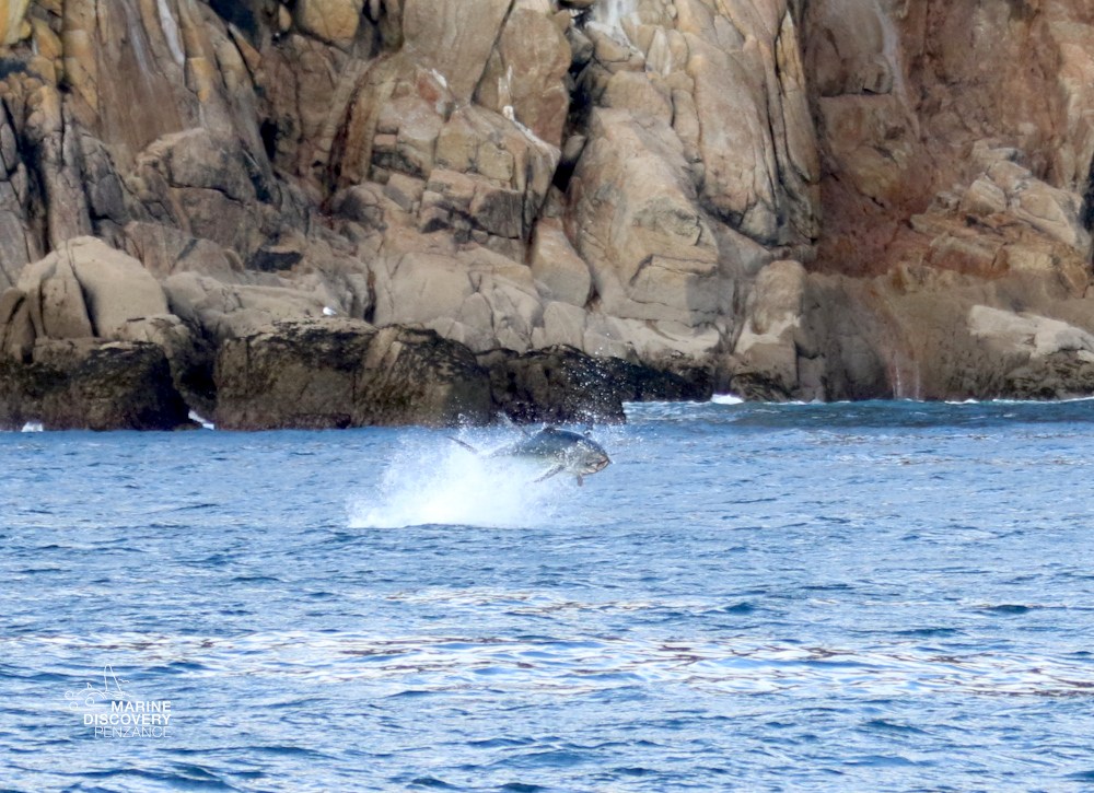 Tuna jumping out of the ocean near rocky cliffs