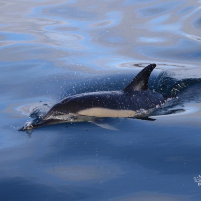 Dolphin swimming in calm blue water with visible dorsal fin.