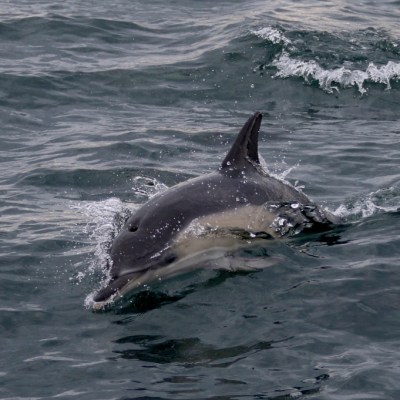 Dolphin swimming in the ocean with water splashes around.