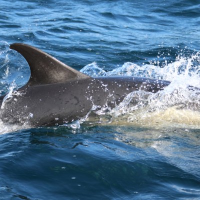 Dolphin swimming with water splashing around it.