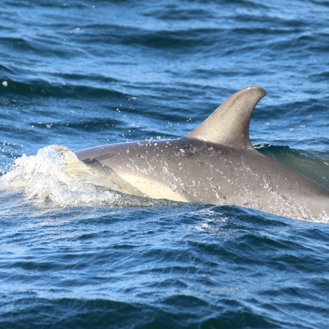 Dolphin swimming in the ocean with dorsal fin above water.