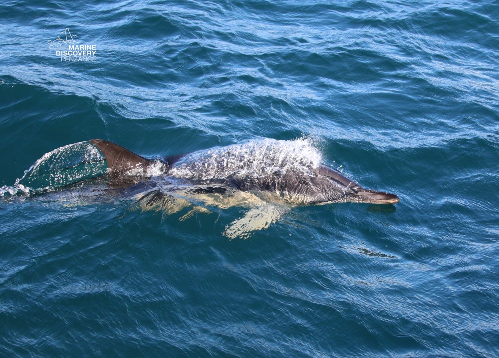 Dolphin swimming in blue ocean, partially submerged.
