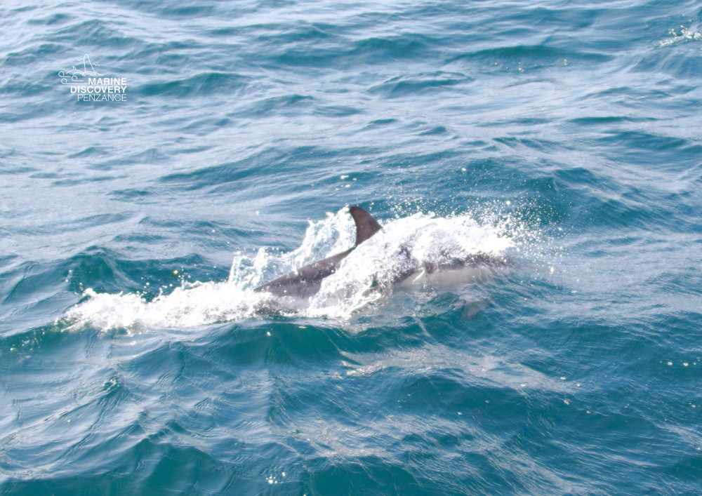 Dolphin swimming in the ocean with water splashing around.