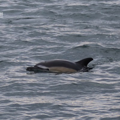Dolphin swimming in the ocean near the surface.