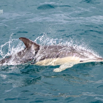 Dolphin swimming in clear blue ocean water, splashing.
