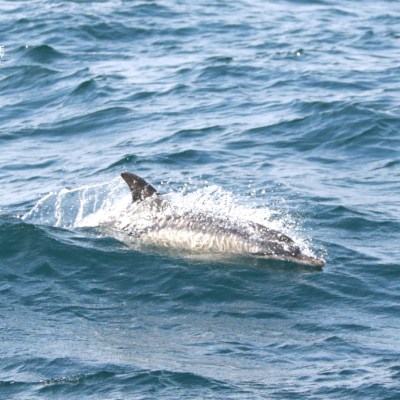 Dolphin swimming and surfacing in the ocean waves.