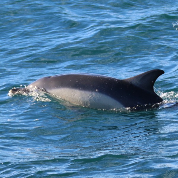 Dolphin swimming in the ocean with water splashing around.