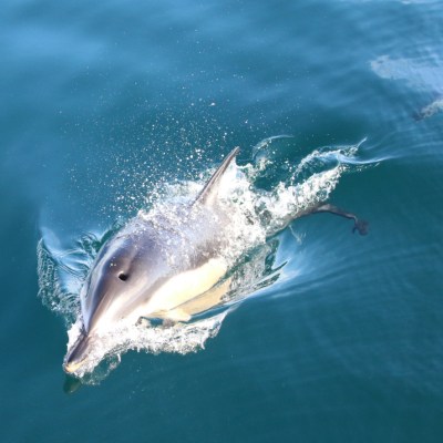 A dolphin swimming in the ocean with water splashing around it.