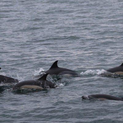 Group of dolphins swimming in the ocean.