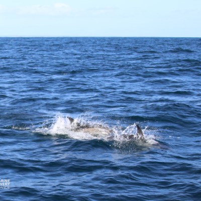 Two dolphins swimming in the ocean with splashes.