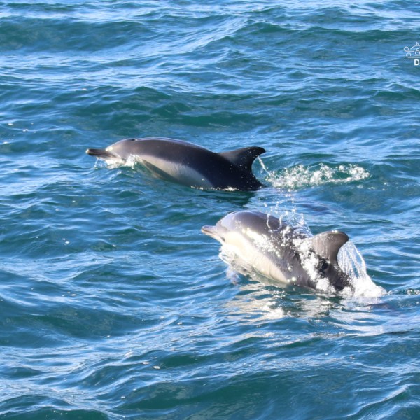Two dolphins swimming in blue ocean water.