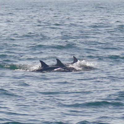 Three dolphins swimming together in the ocean.