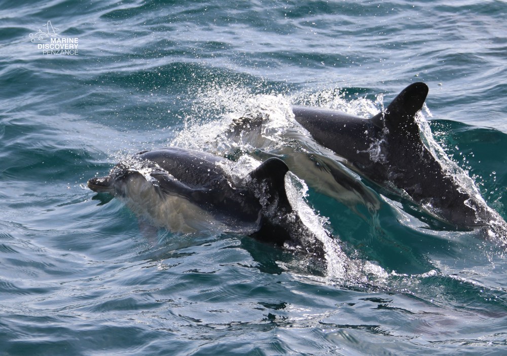 Two dolphins swimming in clear ocean waters.