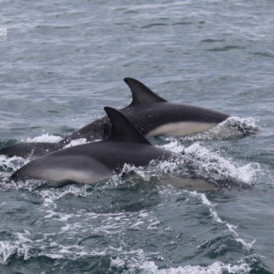 Three dolphins swimming together in the ocean waves.