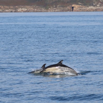 Two dolphins jumping in calm ocean with rocky coastline in background.