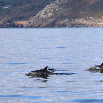 Three dolphins swimming near a rocky coastline under a clear sky.