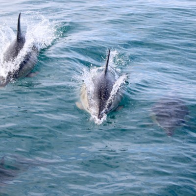 Three dolphins swimming in clear blue water, creating splashes.
