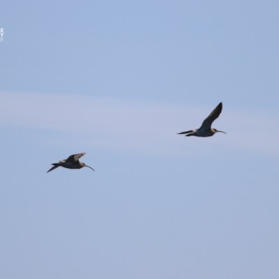 Two birds flying in the sky against a light blue background.