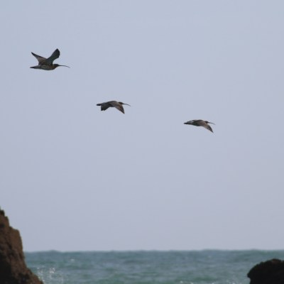 Three birds flying over the ocean with rocks on the sides.