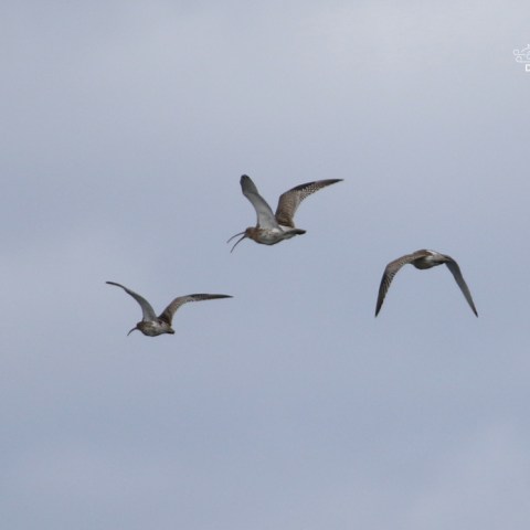 Three birds flying in a cloudy sky.