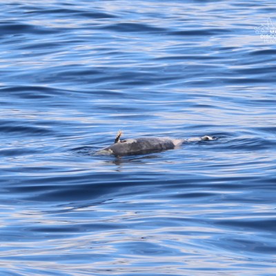 Seal swimming amidst rippling ocean water.