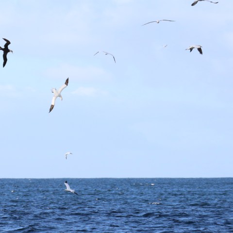 Gannets flying above the ocean on a clear day.