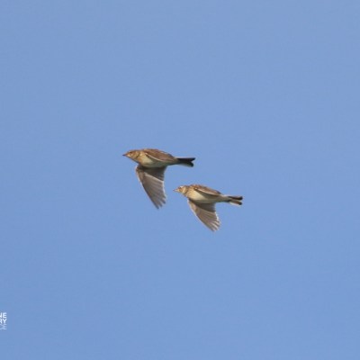 Two birds flying in a clear blue sky.